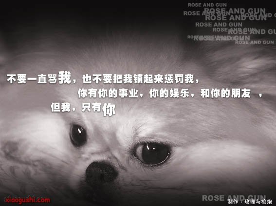 dog3.jpg