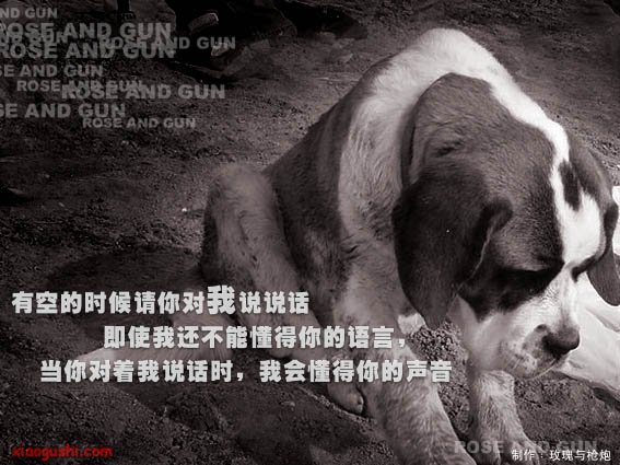 dog4.jpg