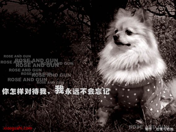 dog5.jpg