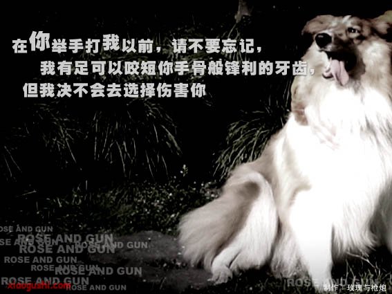 dog6.jpg