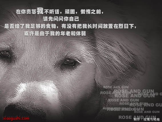 dog7.jpg