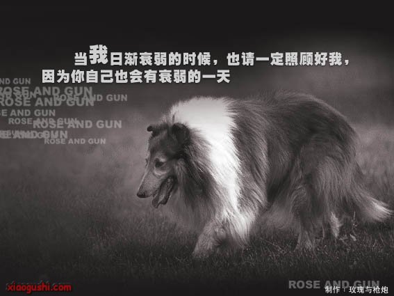 dog8.jpg