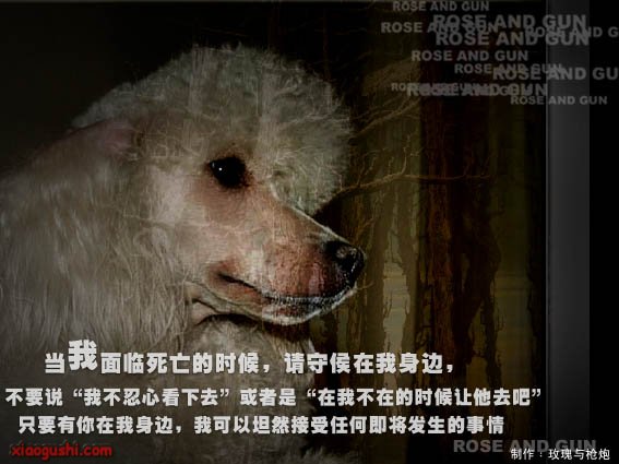 dog9.jpg