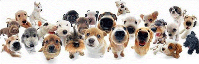 dog9vl.gif