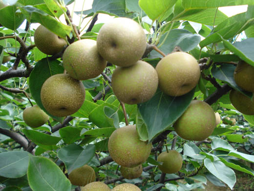 fruit.jpg