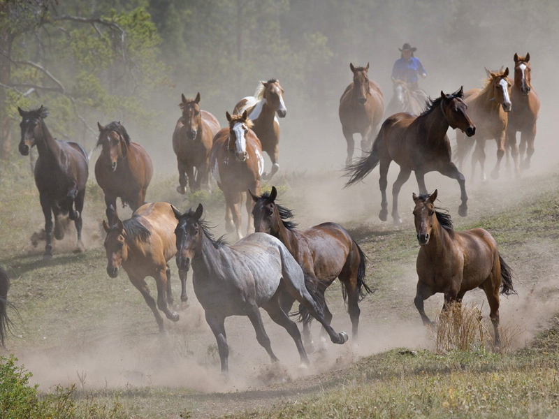 horse_2003.jpg