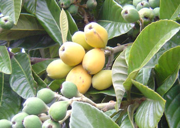loquat2.jpg