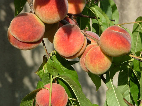 peach.jpg