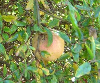 pomegranate.jpg