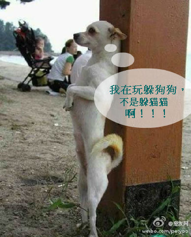 狗狗.jpg