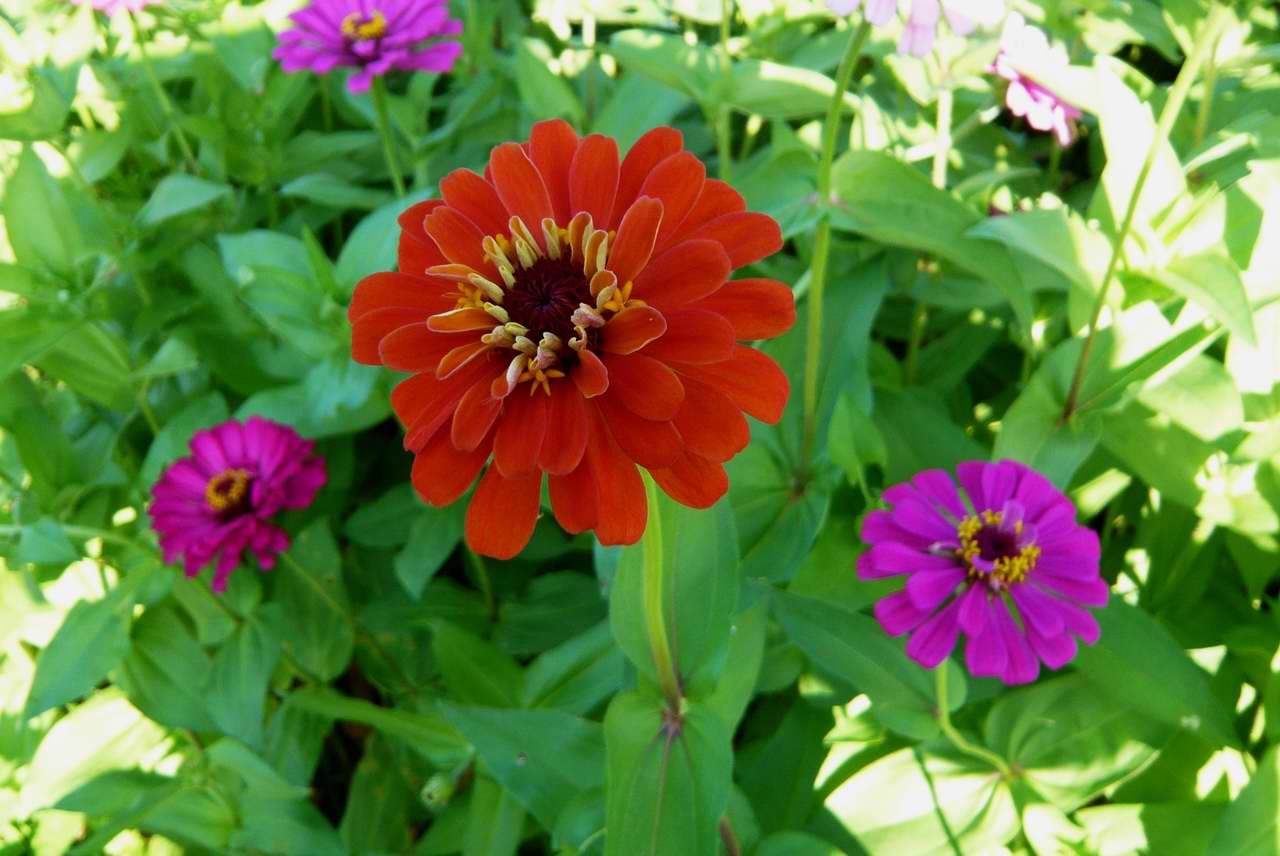 花兒朵朵開_0002.JPG