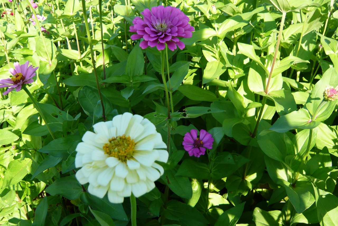 花兒朵朵開_0004.JPG