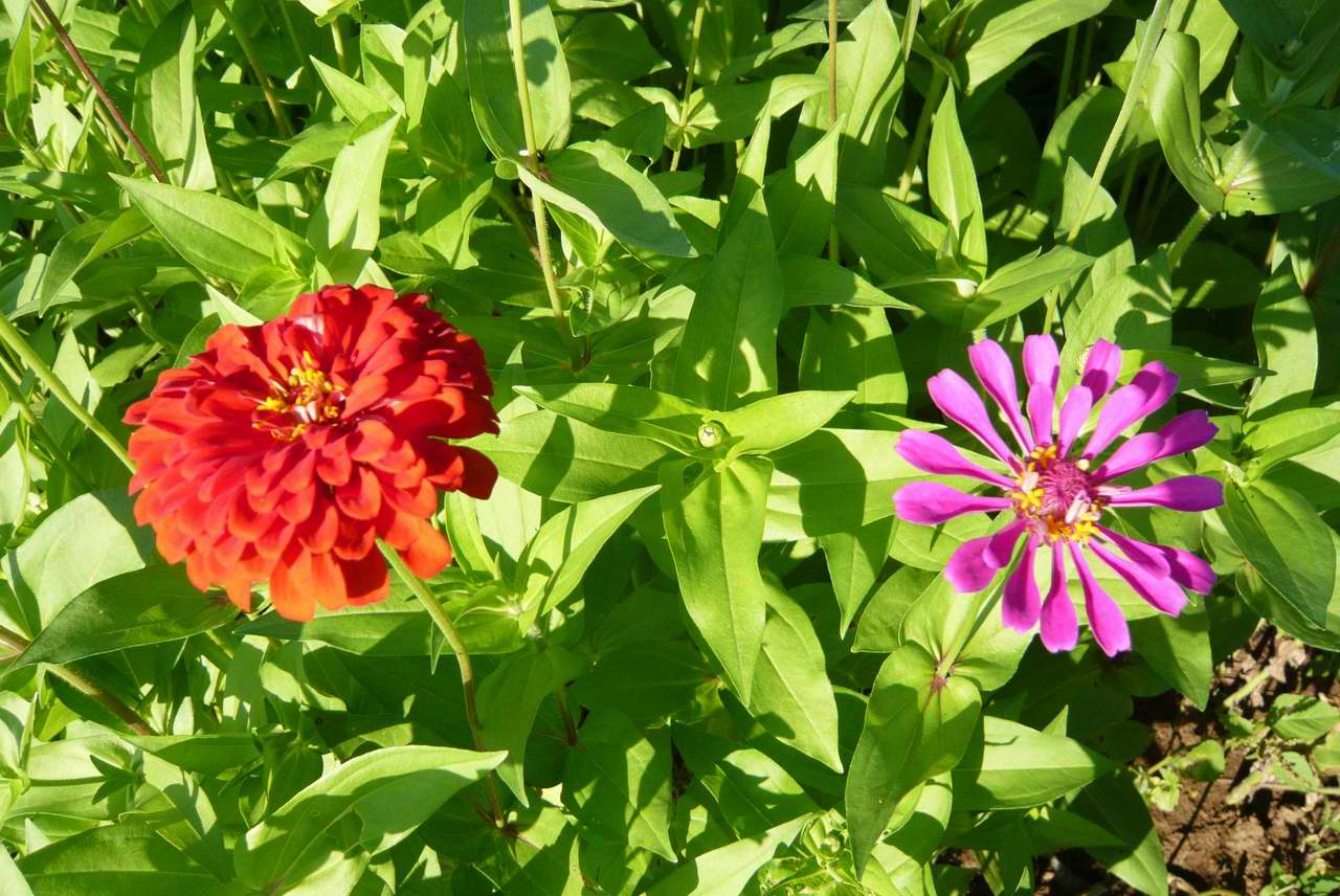 花兒朵朵開_0005.JPG