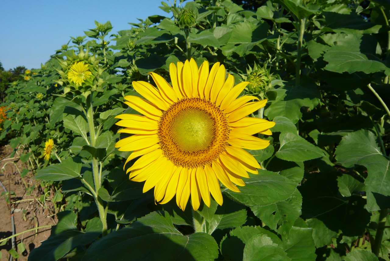 花兒朵朵開_0003.JPG
