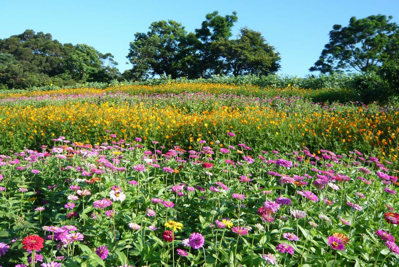 花兒朵朵開_0001.JPG