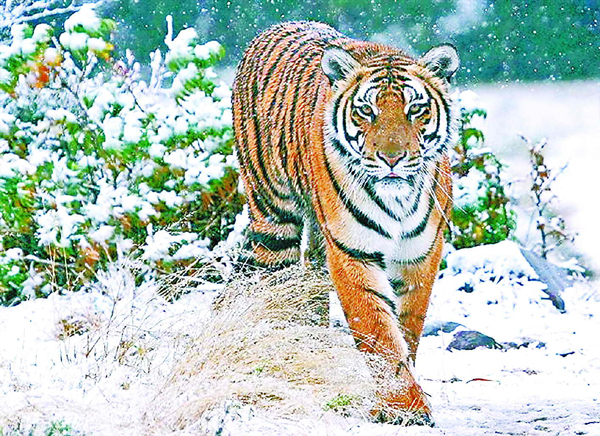 虎大大賞雪圖.jpg