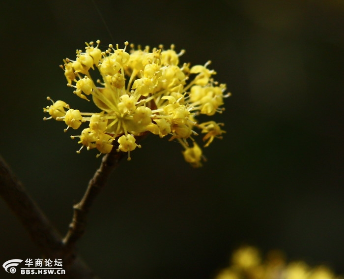 茱萸花2.jpg