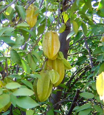 star_fruit.jpg