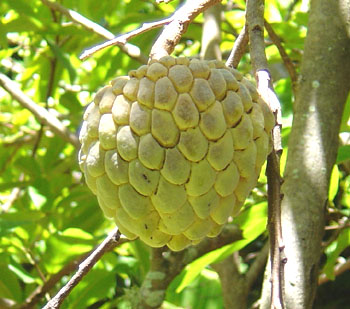 sugar_apple3.jpg