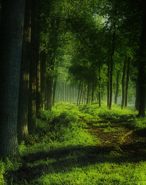 tree10.jpg