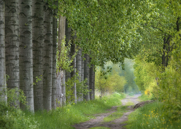 tree12.jpg