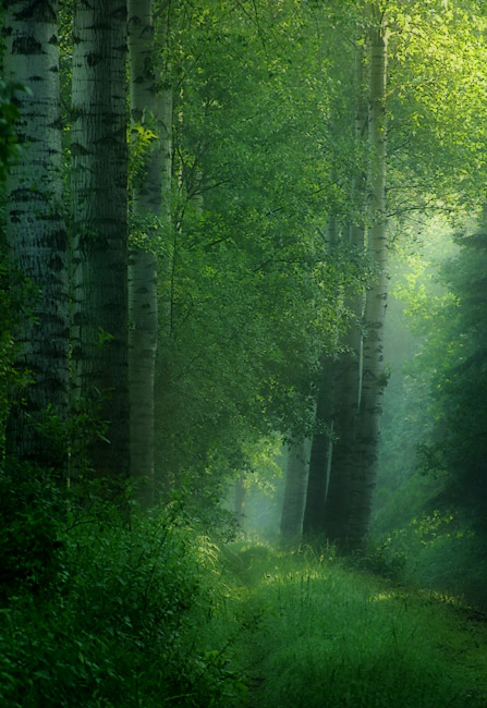 tree5.jpg
