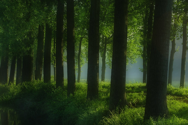 tree7.jpg