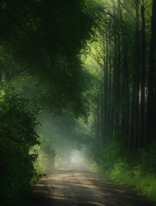 tree8.jpg