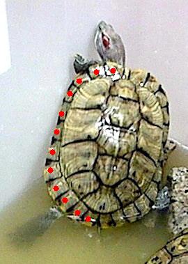 Turtle.jpg