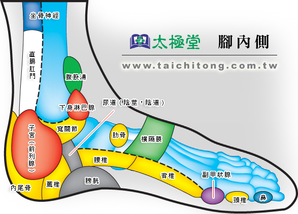 脚內側