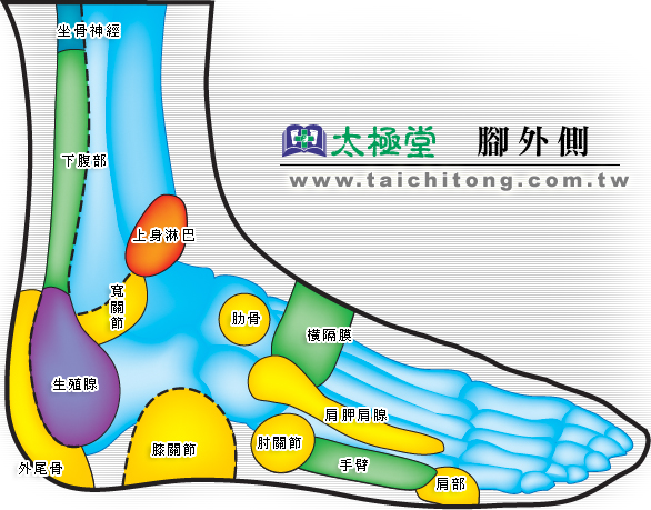 脚外側