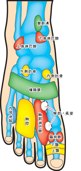 脚背
