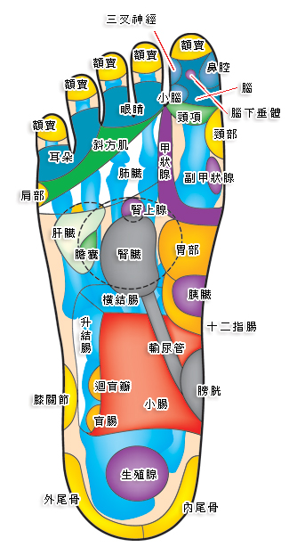 右脚掌穴道
