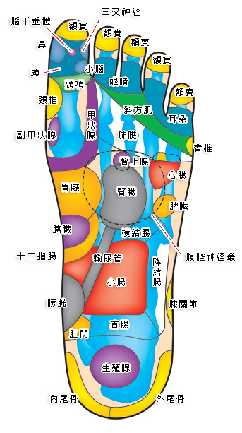 左脚掌