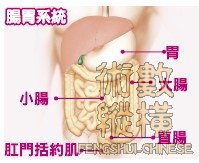 腸胃系統.jpg