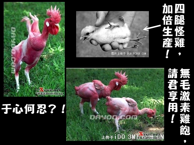 雞包.jpg