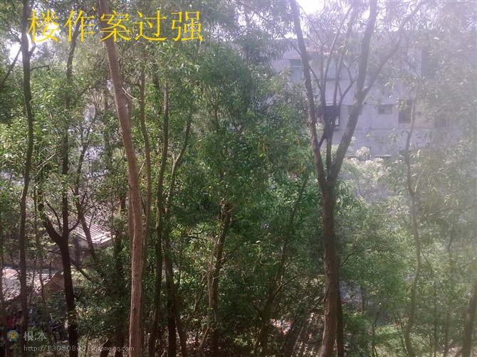 东川墓.jpg