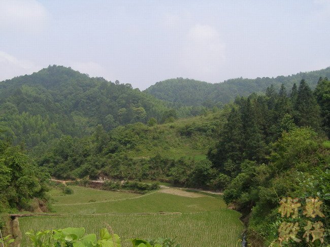 大冲白虎.JPG