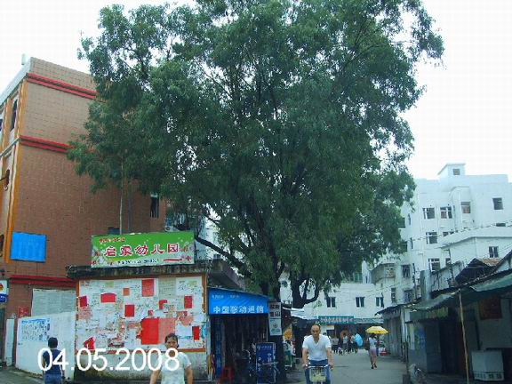 丙巳口上拍北方.JPG