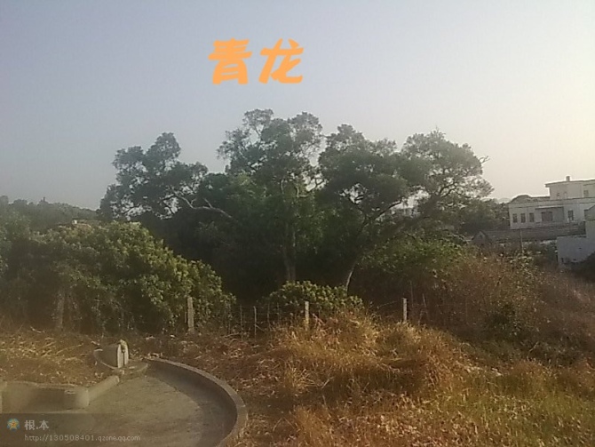 青龙.jpg