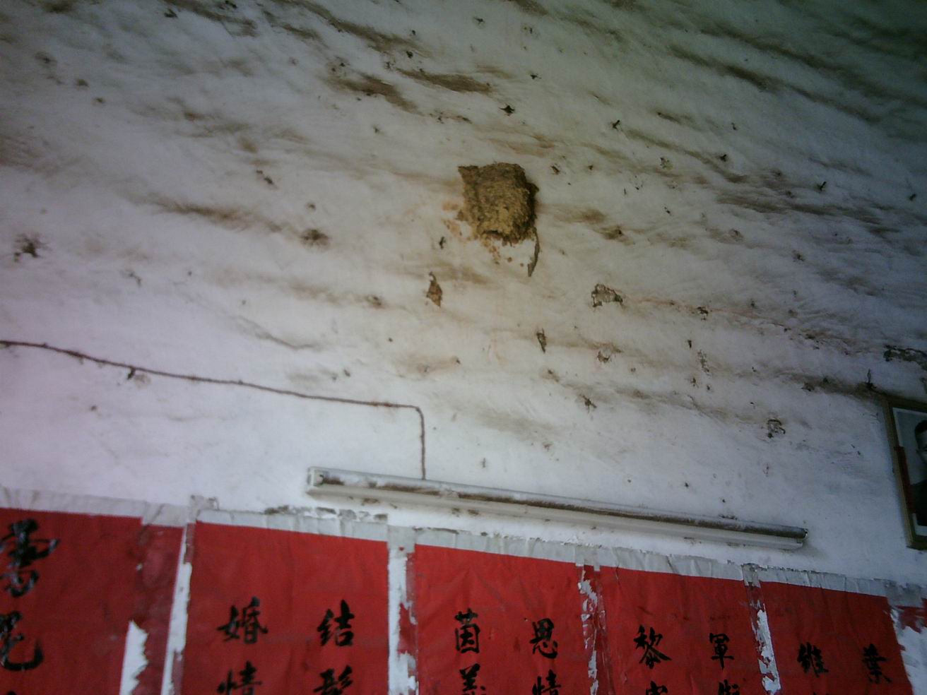 屋厅有燕子巢.JPG