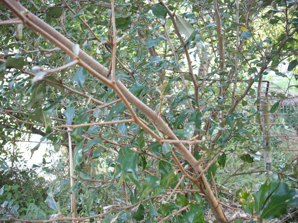 藥用植物