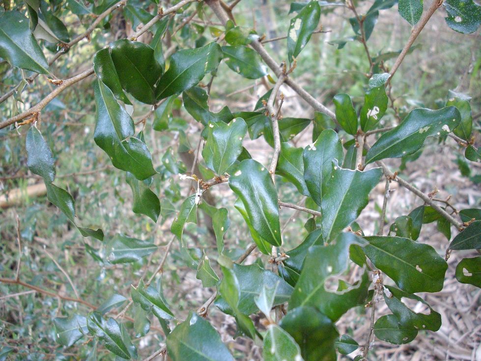 藥用植物