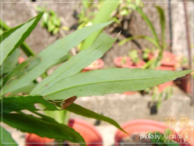 SANY0039拷貝.jpg