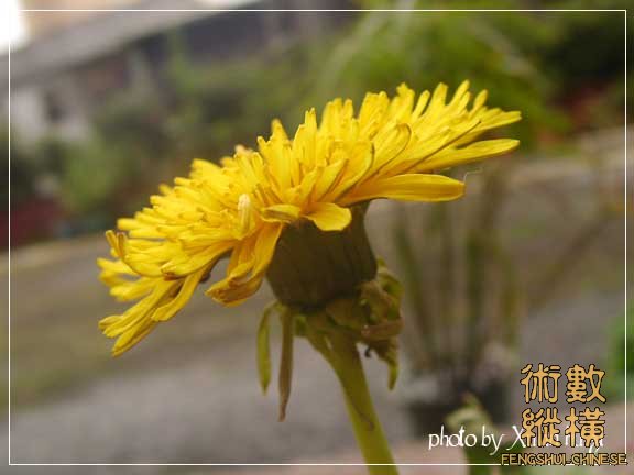 SANY0142拷貝.jpg