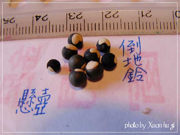 SANY0160拷貝.jpg