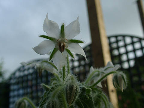 borage02.jpg