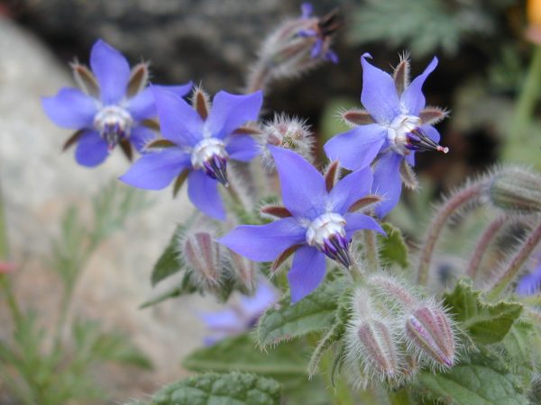 borage03.jpg