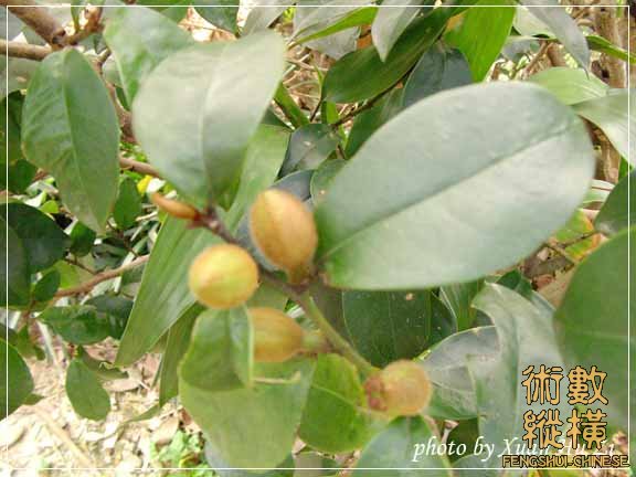 含笑花2拷貝.jpg