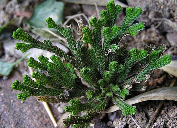 卷柏 原植物.jpg
